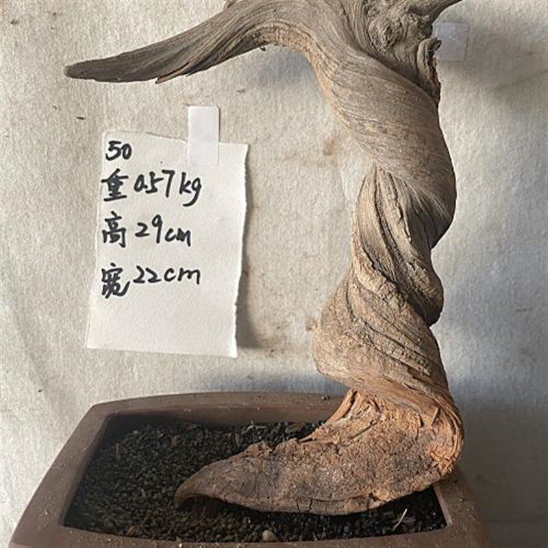 1号太行崖柏陈化红白料双色毛料精品崖柏根雕坨坨把件崖柏原木