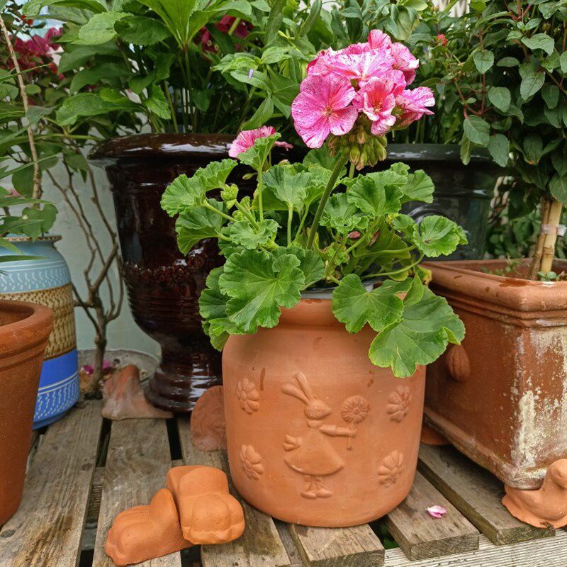 红陶做旧把柄兔子 花边香草 友盆花 粗陶花盆 花卉绿植 庭院 阳台