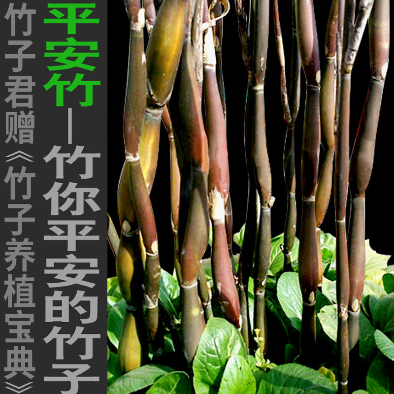 平安竹辣韭矢竹观赏竹子苗庭院阳台屋顶办公室内绿植竹盆栽景竹