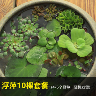 浮萍水草圆心浮萍肚兜萍红毛丹芝麻萍水芙蓉一叶莲水葫芦黄花菱