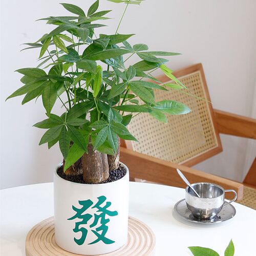 土生土长 发财树办公室内桌面招财绿植送礼乔迁植物發財花盆