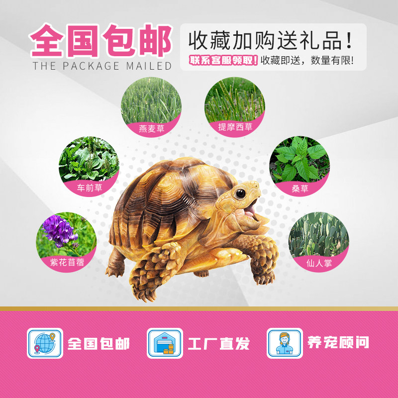 寸金陆龟饲料通用陆龟粮纤维粮蔬果粮组合套装黄缘通用包邮