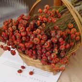 纯天然真花蔷薇果红果干枝高级感风干民宿客厅装 饰高端真干花花束