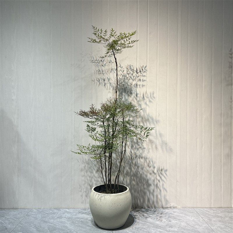 南天竹绿植网红流行款喜阳植物阳台露台落地窗花木兰绿植到家深圳
