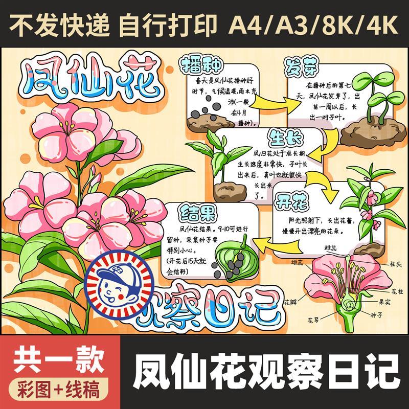 手抄报电子版凤仙花观察日记模板植物成长过程自然笔记科学观察A3