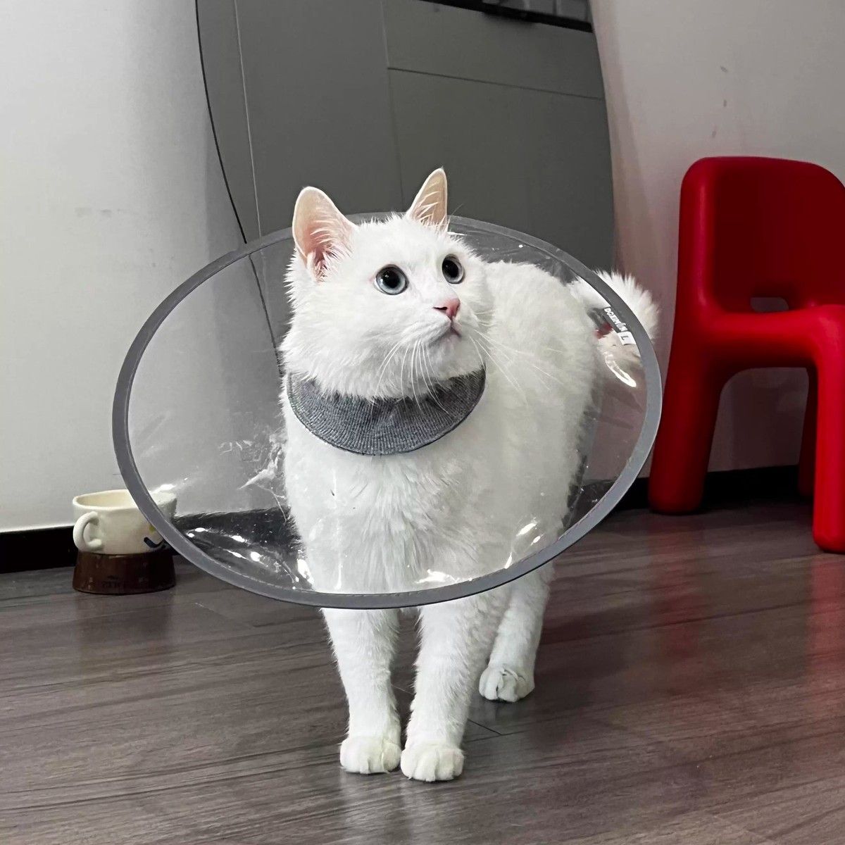 伊丽莎白圈猫咪狗狗项圈围脖头套绝育圈舔耻辱防术后防咬宠物舐圈