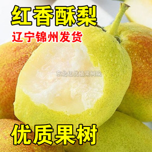 红香酥梨树苗香甜梨苗南北方种植盆栽地栽当年结果苗嫁接香梨果苗