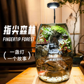 金山湖纯手工艺术苔藓绿植微景观造景桌面摆件带流水生态缸真石头