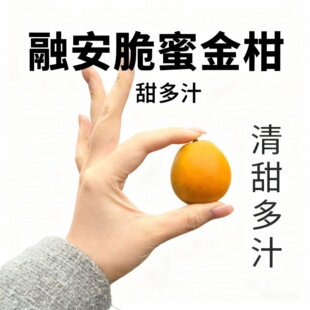 融安第三代脆蜜金柑独立包装纯甜金桔自家果园产地直发