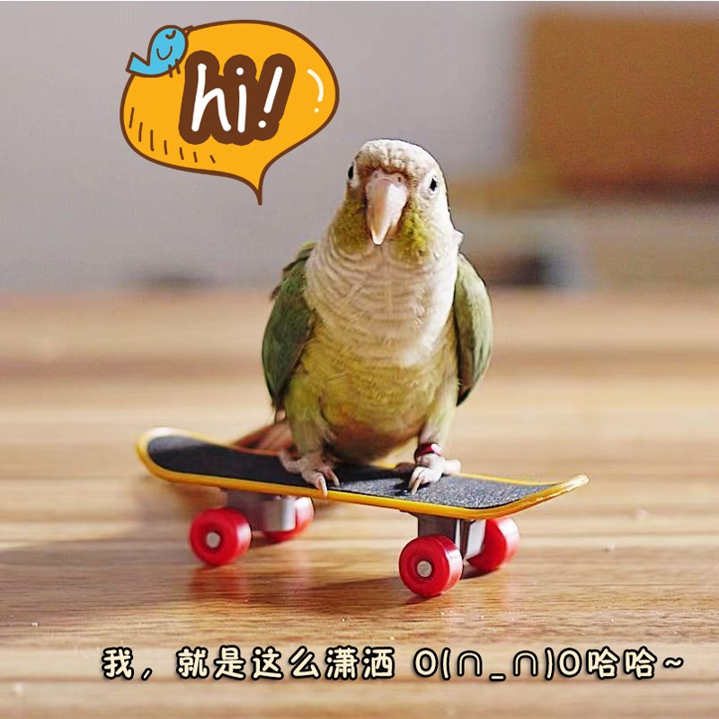 鹦鹉玩具磨爪磨趾甲磨砂滑板车玄凤虎皮牡丹鹦鹉互动娱乐亲子玩具