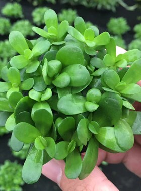 瓜子对叶小坨草鱼草缸造景水草场直发懒人水培增氧阴性淡水草植物