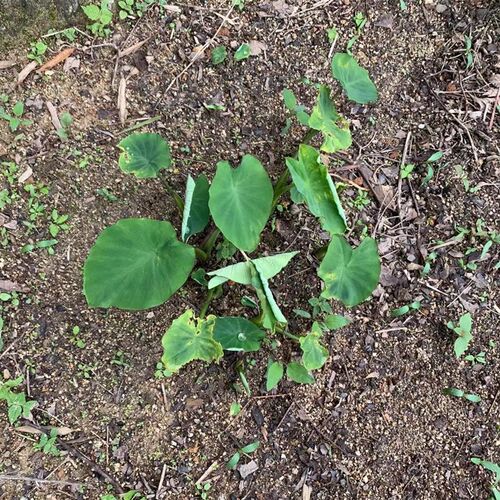 黄缘闭壳龟造景植物 芋头 安徽黄缘龟饲养环境 半水龟养殖箱 绿植