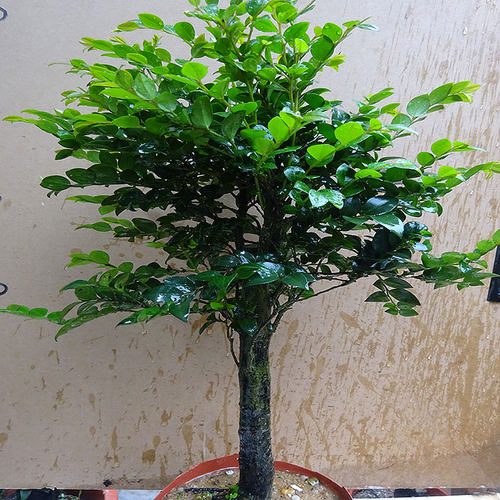 名贵小叶紫檀f盆景植物树桩室内客厅盆栽花卉四季常青易养绿植单