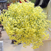 云南超大束满天星干花花束落w地真花带花瓶天然风干客厅装 饰摆件