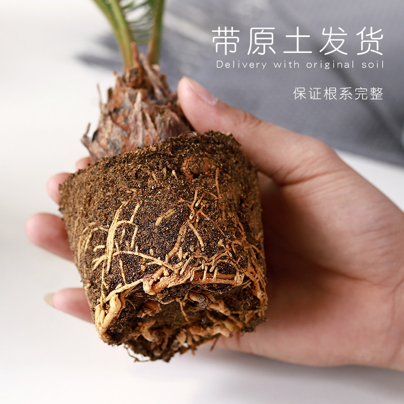 铁树盆栽植物室内花卉盆栽易活桌上D办公室绿植好养活四季不怕晒