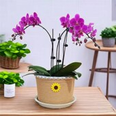 创意田园编织花篮绿萝q花盆套客厅桌面装 饰花器藤编蝴蝶兰绿植花