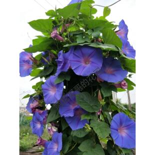 美国巨型宿根加州牵牛花苗阳台庭院绿植盆栽室外爬藤花园拱门包邮