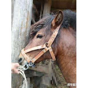 骡子绳马牛马大牵马术毛驴牲口嘴笼套子龙套栓用具马头头套缰绳嚼