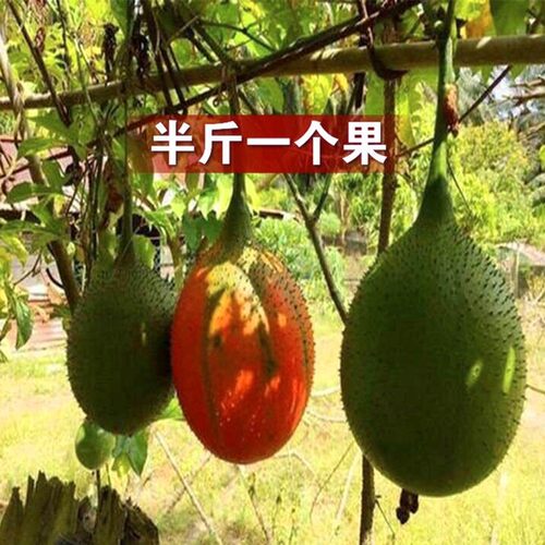 。新品台湾金蜜百香果苗 当年结果黄金 巨无霸 西瓜 榴莲百香果树