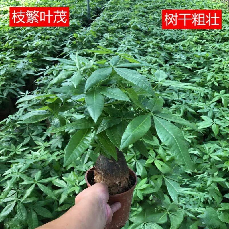 发财树盆栽室内客厅桌q面绿植小盆景大发财树苗招财树吸甲醛植物