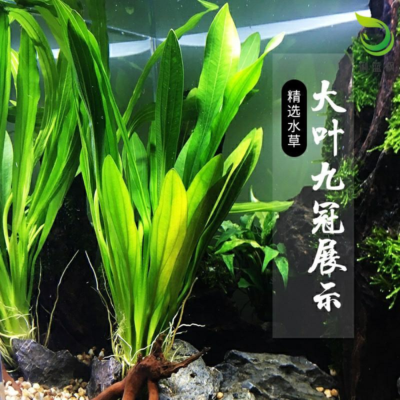 懒人水草无需底沙装饰造景沉水木鱼缸淡水造景S套餐真生态草缸不