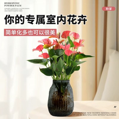 水培植物粉掌红掌盆栽绿植大叶大花卉室I内办公室桌面水养植物四