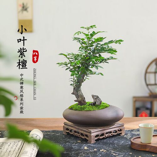 小叶紫檀盆栽室内桌面客厅好养花卉绿植中式O造景摆件四季常青植