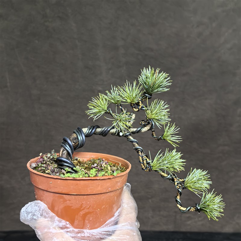 五针松小盆景微型盆栽造s型老桩迷你桌面室内观叶绿植耐寒耐旱松