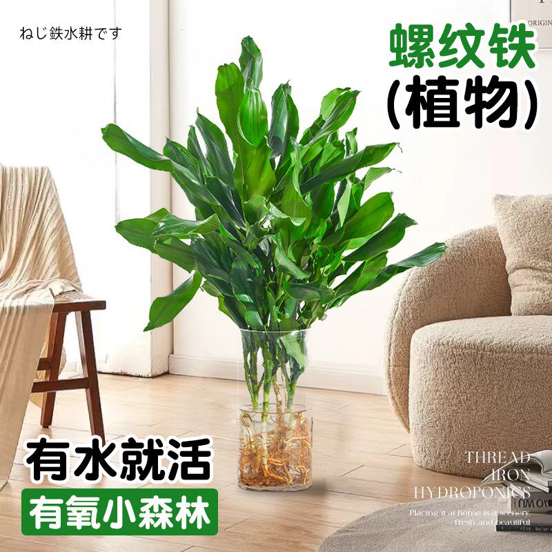 水培植物高大螺纹铁观叶绿u植客厅室内好养无土纯水培盆栽四季常
