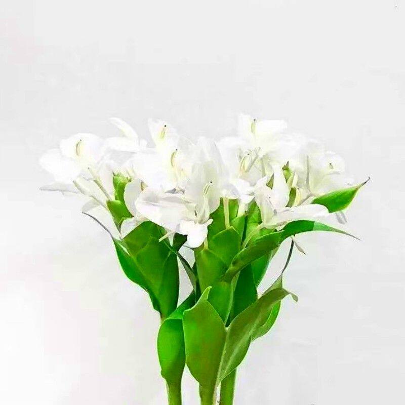 白姜花盆栽芳香办公室阳台庭院室外室内白色百合V花花卉观花绿植
