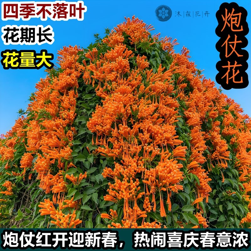四季常青爆竹炮仗花老苗老桩爬藤植物鞭炮花大苗盆栽X攀爬围墙围