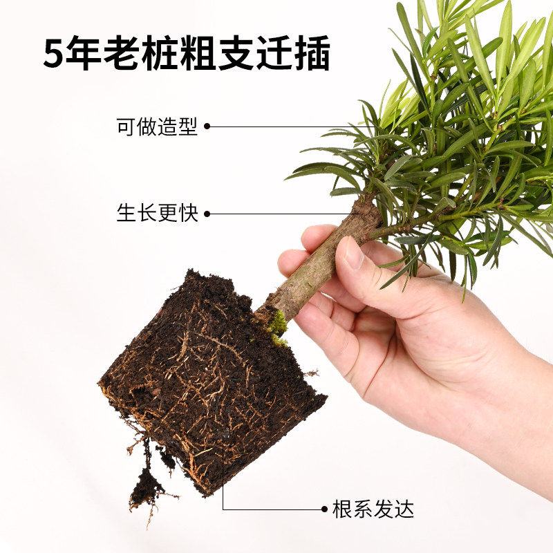 龟缸造景罗汉松植物龟箱生态专用绿植黄缘半水龟饲养环境种植专用图片