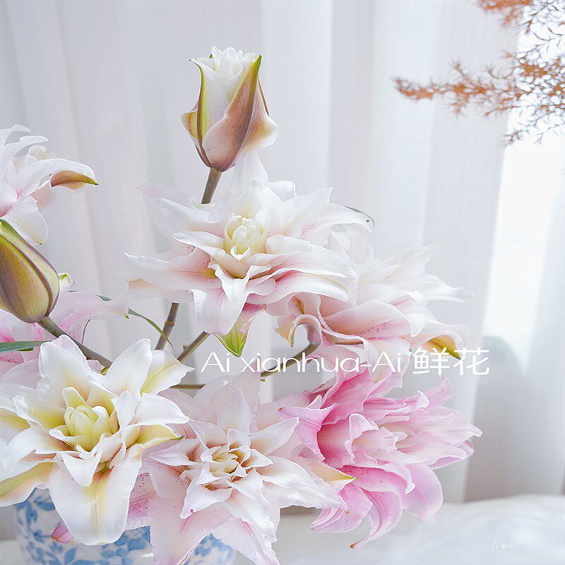 粉色有深有浅AA重瓣粉色云幂伊莎贝拉百合花鲜花插花水养云南直发