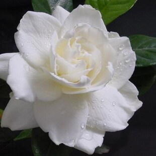 栀子花四季种植耐荫清香室外庭院阳台花苗室内四季绿植花卉小苗