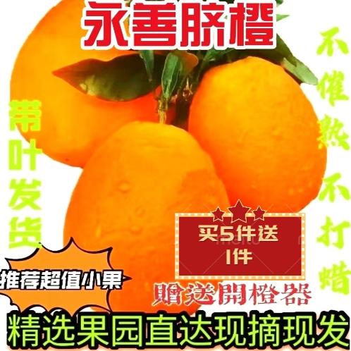 云南永善脐橙纽荷尔爆汁新水果精选礼品榨汁皮薄嫩肉带叶现摘现发