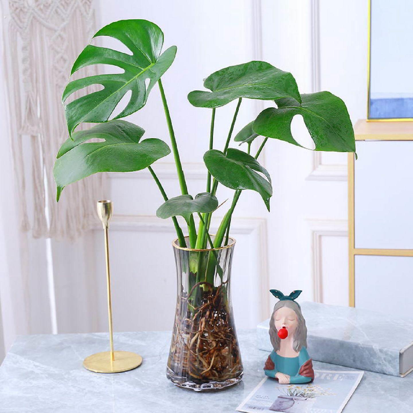 大型龟背芋大叶盆栽植物水生好养水培绿植室内客厅桌加湿净化空气
