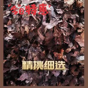 橡树叶中大叶发酵无土九分干兰科种菜养根透气种植土腐熟发酵腐叶