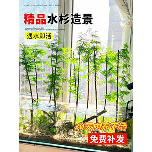 水杉水培鱼缸造景树苗老桩盆栽盆景客厅室内外溪流缸水生植物绿植