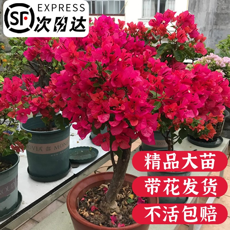 三角梅盆栽带花老桩庭院室t内外四季开花卉绿植物耐寒抗冻爬藤大