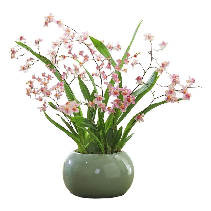 梦香兰盆栽文心兰带花苞开花室内桌面花卉绿植跳舞兰好.养浓香植