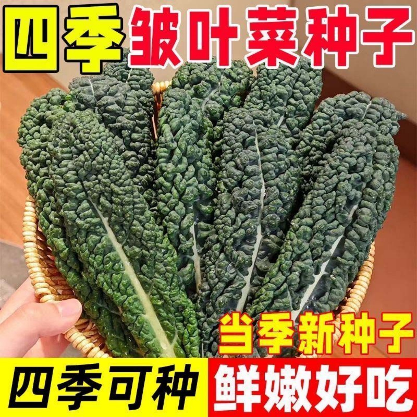 【皱叶菜种子】蔬菜种子家庭小院四季种植褶皱菜阳台盆栽蔬菜种子
