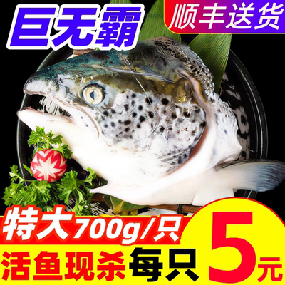 三文鱼头新鲜鲜活现切冷冻整条新疆三文鱼非进口挪威鱼海鲜虹鳟鱼