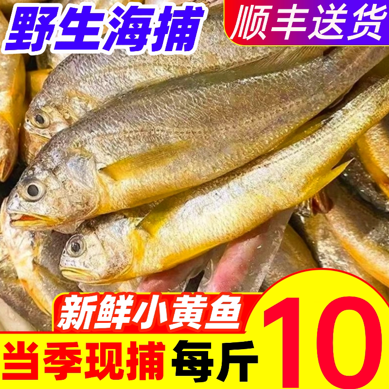 小黄鱼鲜活野生新鲜海捕小黄花鱼冷冻烧烤商用非大黄鱼水产海鲜