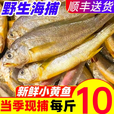 小黄鱼鲜活野生新鲜海捕小黄花鱼冷冻烧烤商用非大黄鱼水产海鲜
