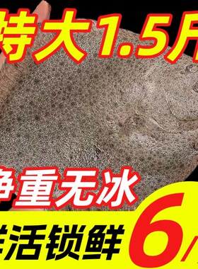 多宝鱼特大鲜活速冻比目鱼八宝鱼偏口鱼鸦片鱼海鱼鲽鱼无刺海鲜