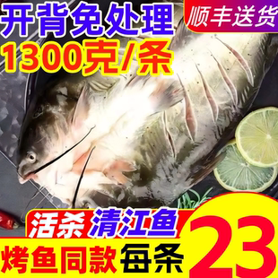 清江鱼斑点叉尾鮰鱼鲜活开背青江鱼商用烤鱼腌制新鲜批发食材生鲜