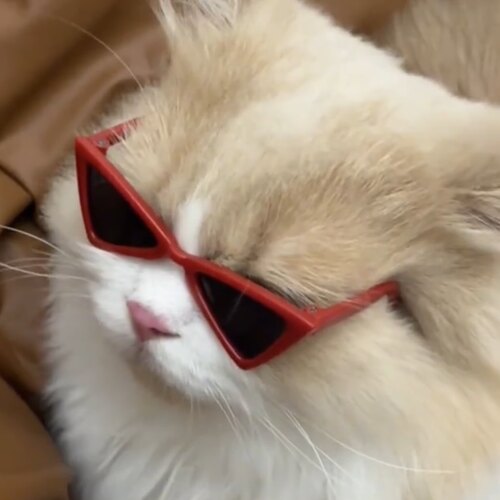 猫咪三角造型眼镜拍照遮阳墨镜