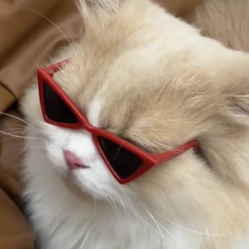 猫咪三角造型眼镜拍照遮阳墨镜