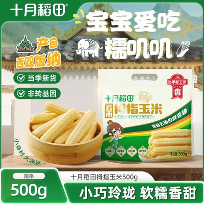 十月稻田正品云南拇指玉米500g非转基因真空包装甜糯软糯新鲜玉米