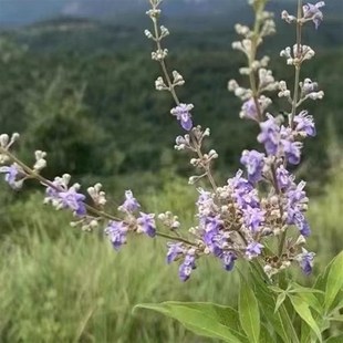 黄荆盆景精品黄荆老桩生桩熟桩碳化舍利盆景可微盆景造型